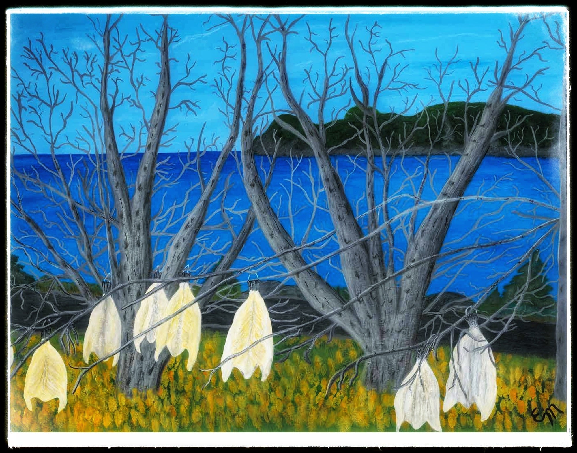 Salted codfish drying on trees in my friend's garden in the fall of the year.